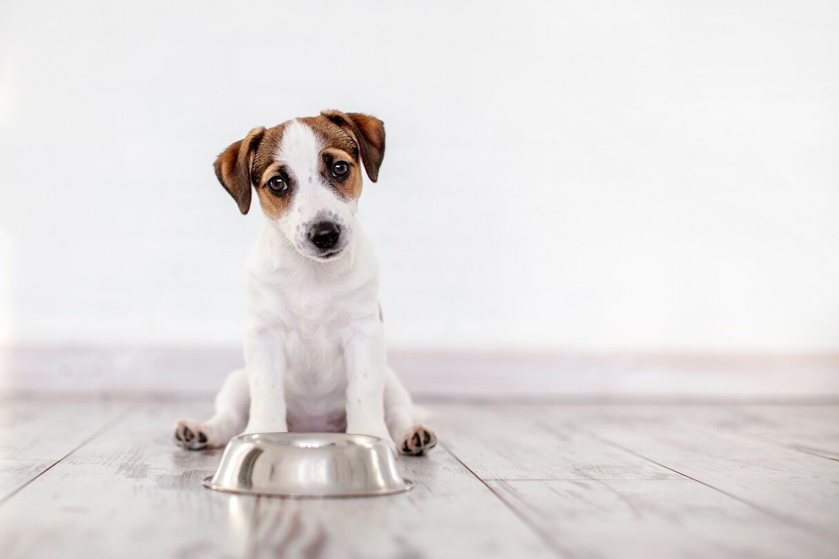 A small white and brown puppy is sitting on a wooden floor next to an empty metal food bowl, looking up with a curious expression. The background is a white wall, creating a clean and simple setting.